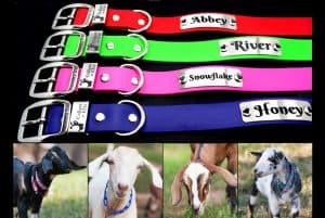 Goat Collars!