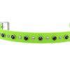 Small Collar kiwi