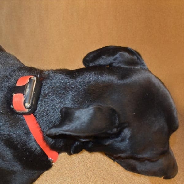 E-Collar_600px E-Collar_600px