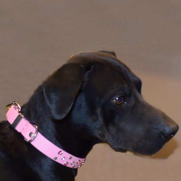 Pleasedontmakemeweara girliepinkBUCKLEcollar_600px Pleasedontmakemeweara girliepinkBUCKLEcollar_600px