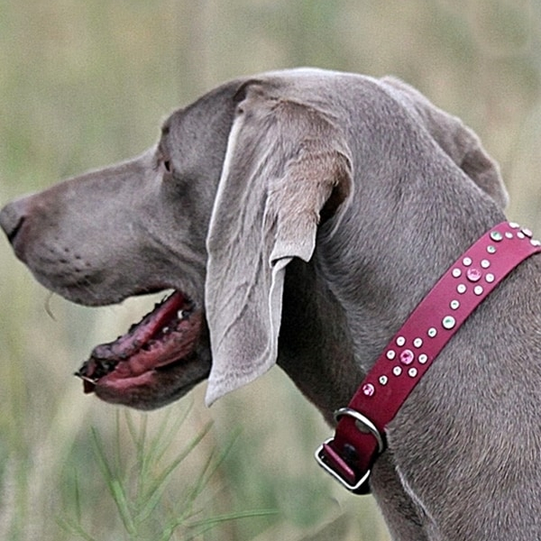 buckle-collar-lillian Which Collar is Best buckle