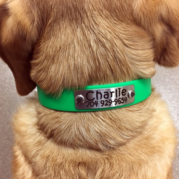 snap-on-collar Which Collar is Best Snap