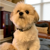 Charmaines Artie
