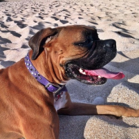 Felicias Roxy